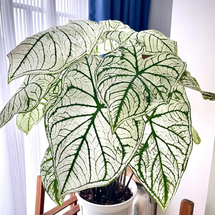 Colored Caladium Seeds
